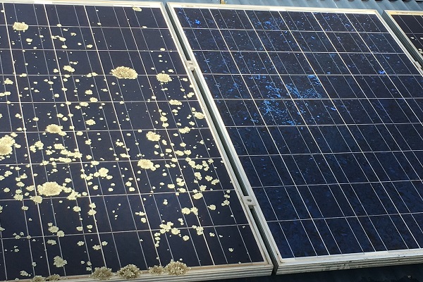 Pilz und Moos auf den Solarpanel